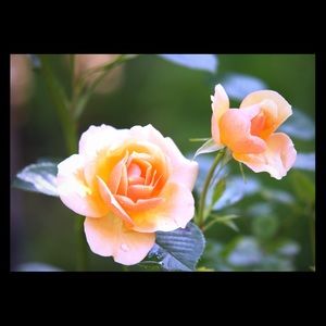 Meet your Posher, Savannah